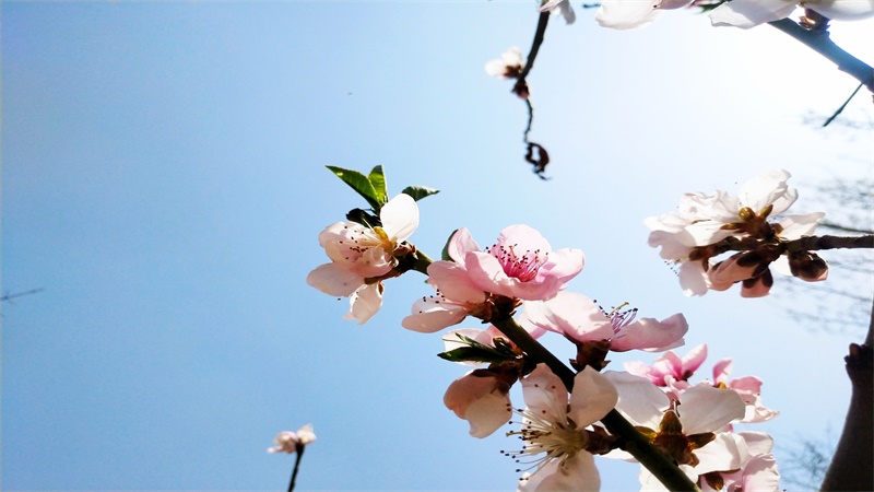 到了三月,桃花怒放,绮丽芬芳,自然称"桃月.