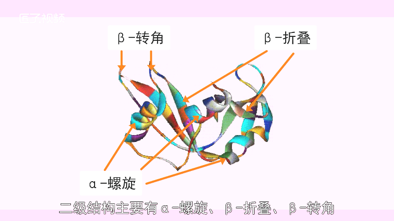 蛋白质在形成立体结构时,其多肽链部分首先折叠成α