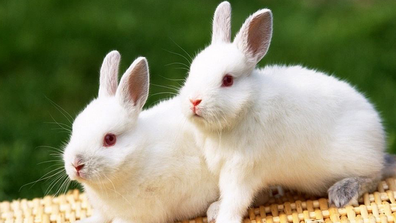 十二生肖卯兔的故事是什么