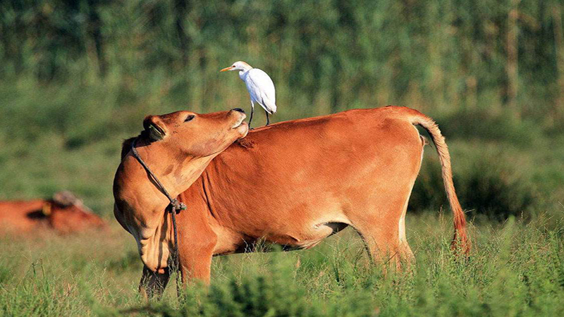 公鸡站在牛背上的图片图片