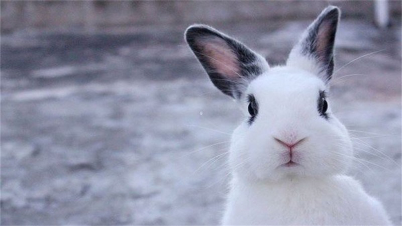兔和兔相配婚姻会幸福吗
