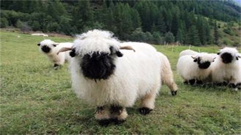 属羊的名人有哪些