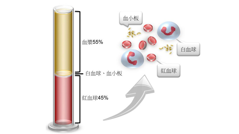 组织液与血浆成分的主要区别是什么 生活频道 匠子生活