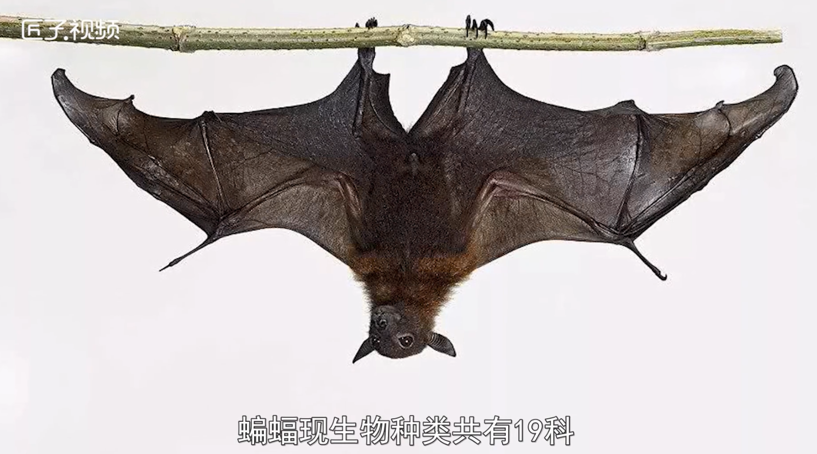 中国蝙蝠种类及分布图片