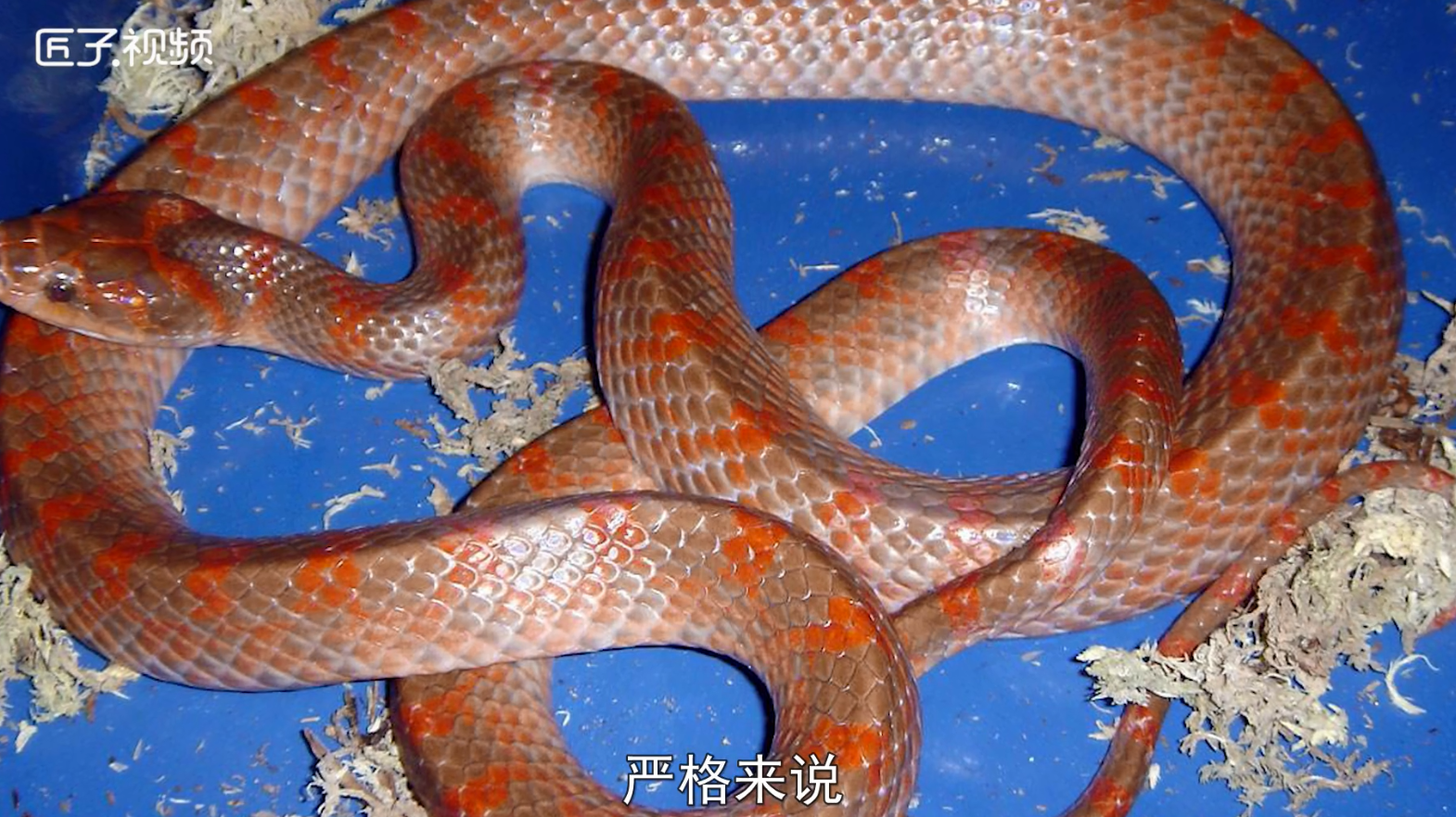十五种蛇系列之7种五步蛇、竹叶青蛇、王锦蛇、黄金蟒黑眉锦蛇等