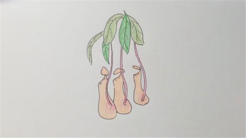 猪笼草简笔画 儿童画图片