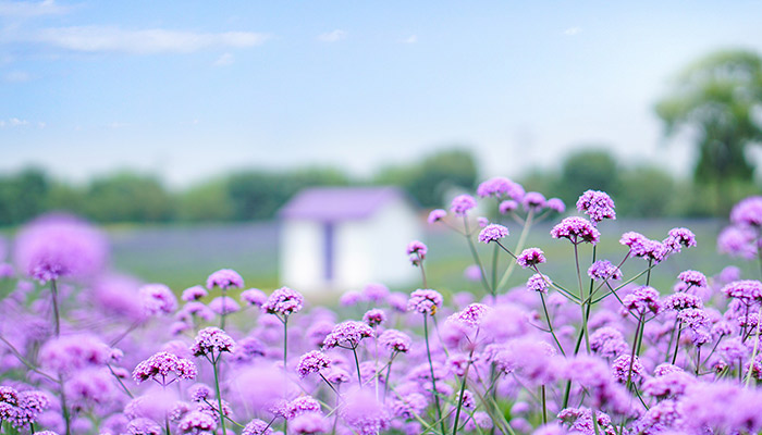 什么花的花语是等待 生活频道 匠子生活