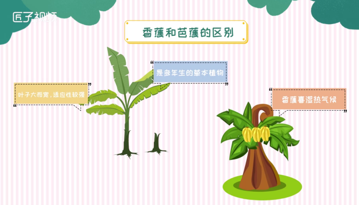 香蕉和芭蕉的区别