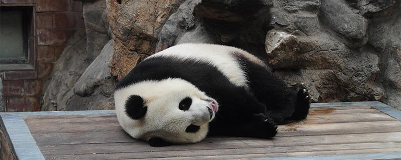 大熊猫的作文 大熊猫的习性