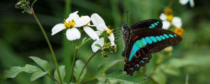 宽尾凤蝶是国家保护动物吗