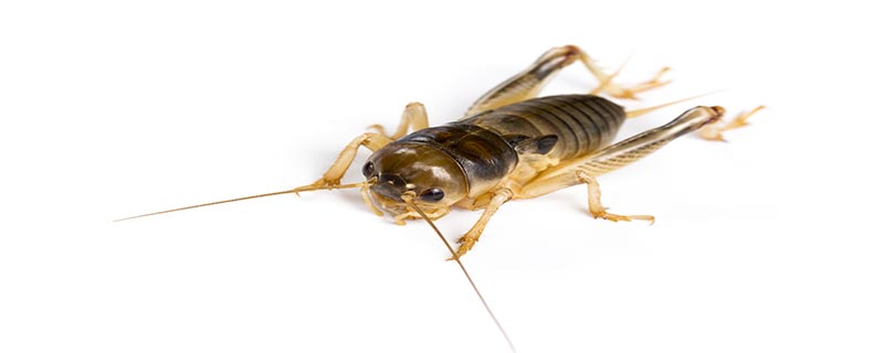 蟋蟀是什么季节的动物
