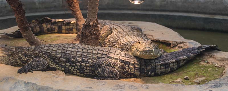 扬子鳄是几级保护动物