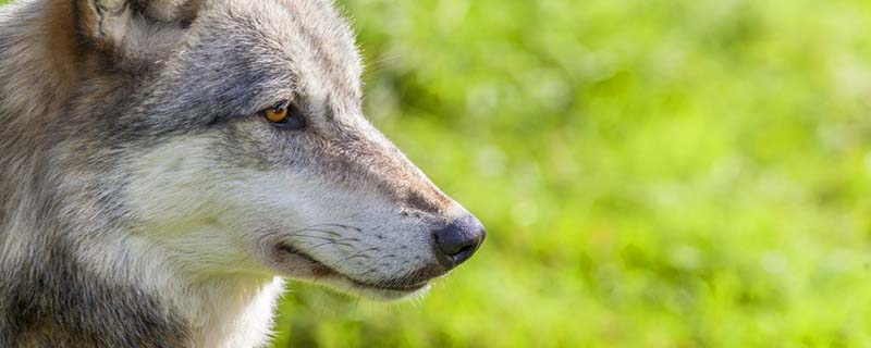 狼是濒危动物吗