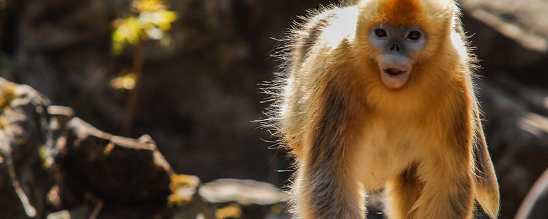 金丝猴属于几级保护动物