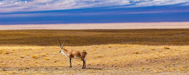 藏羚羊是哪个地区特有的国家一级保护动物