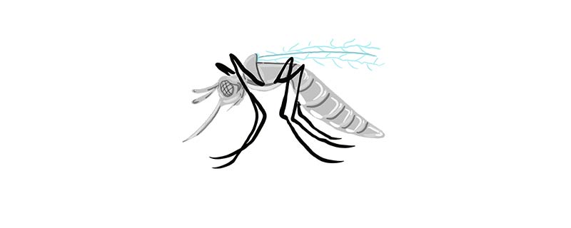 蚊子具有趋光性还是避光性