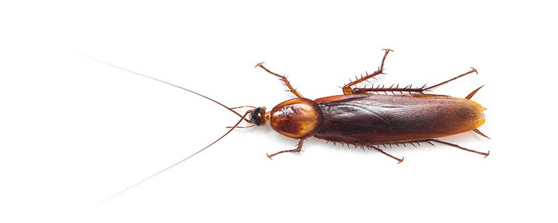蟑螂的寿命是多久