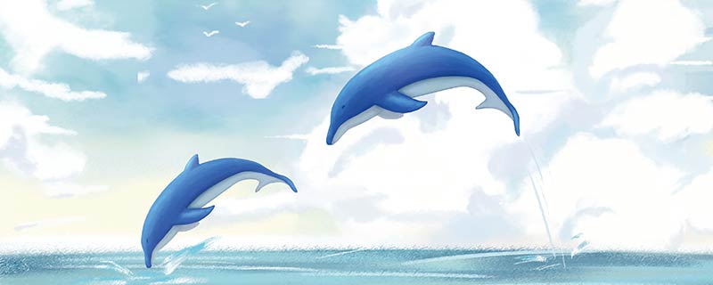 海豚是不是鲸鱼
