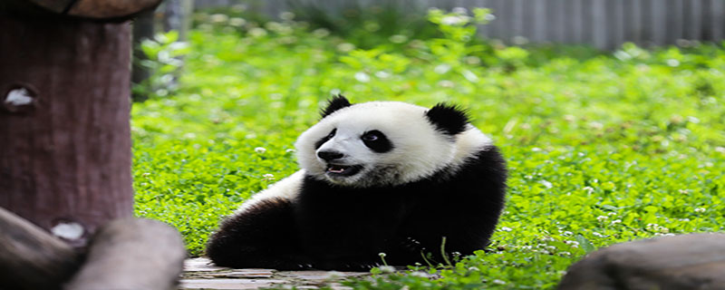 大熊猫属于几级保护动物