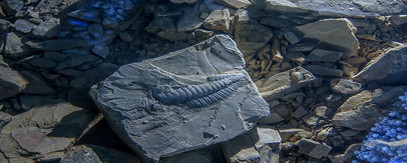 化石是属于什么岩石类型的