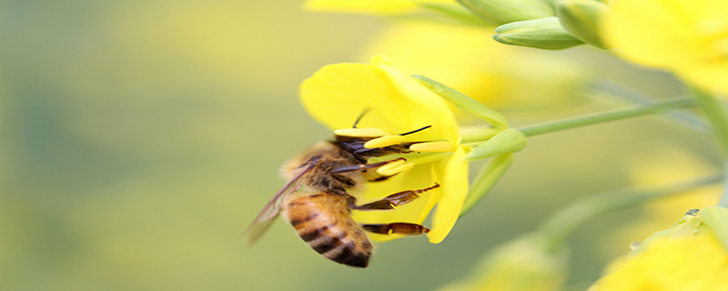 蜜蜂的特点和品质是什么