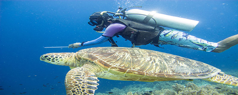 海龟属于几级国家保护动物