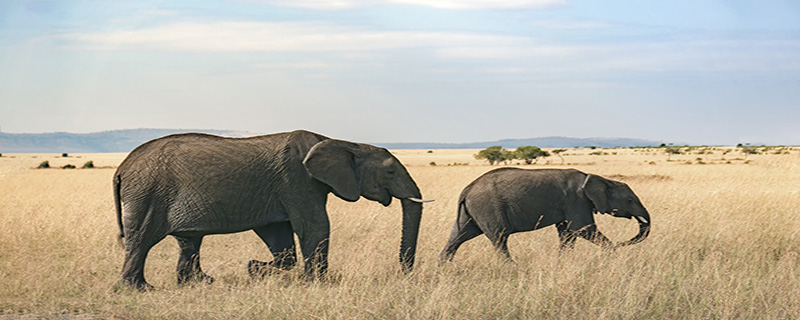 大象的特点是什么