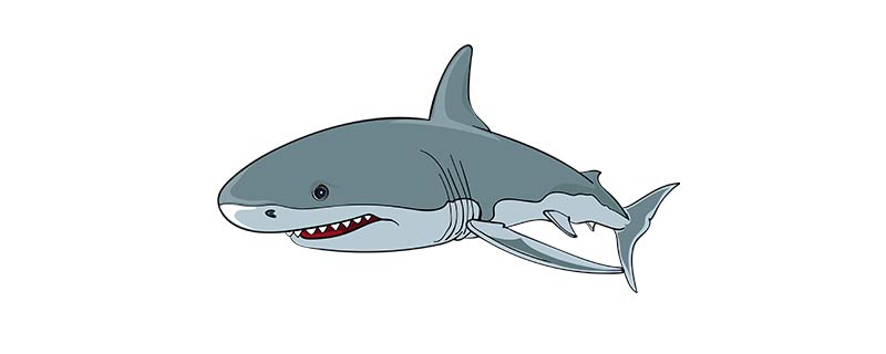 鲨鱼的特点是什么