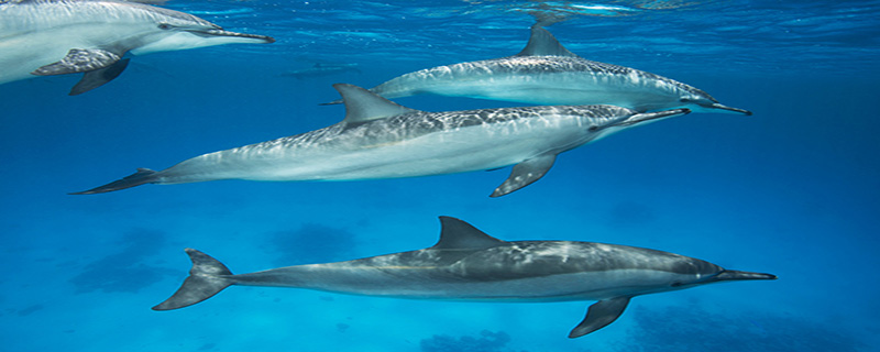 海豚属于保护动物吗