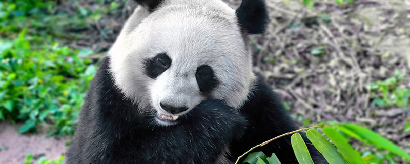 大熊猫濒危的原因是什么