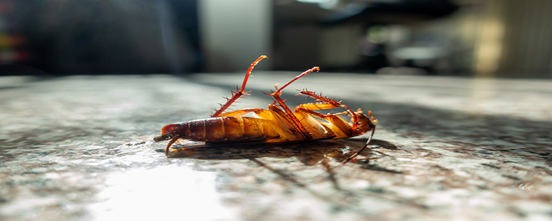 蟑螂寿命最长是多长