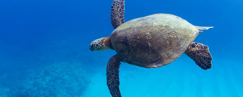 海龟是寿命最长的海洋生物吗