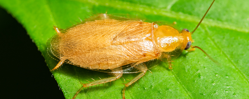蟑螂是哺乳动物吗