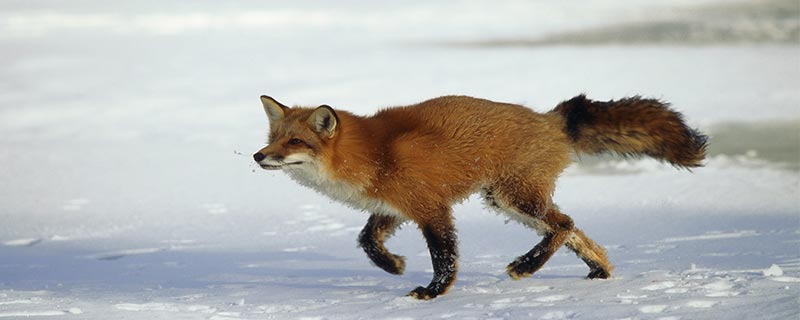 狐貍是國家保護動物嗎