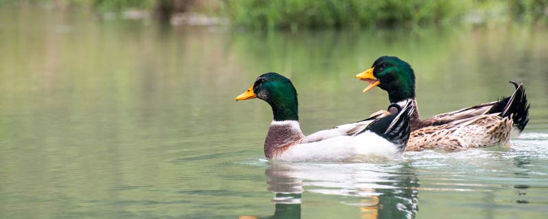绿头鸭是国家保护动物吗