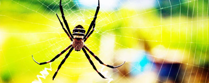 蜘蛛是脊椎动物吗