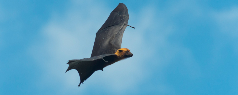 会飞的蝙蝠属于哪类动物
