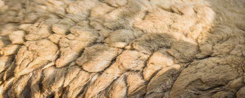 复合羊皮是什么材质
