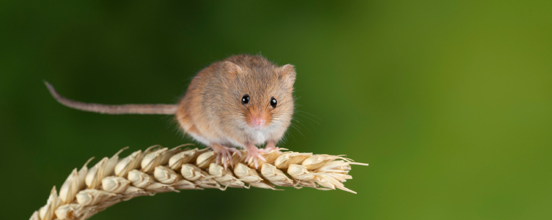 老鼠是杂食性动物吗