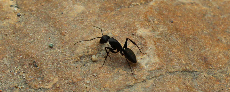 蚂蚁是什么昆虫