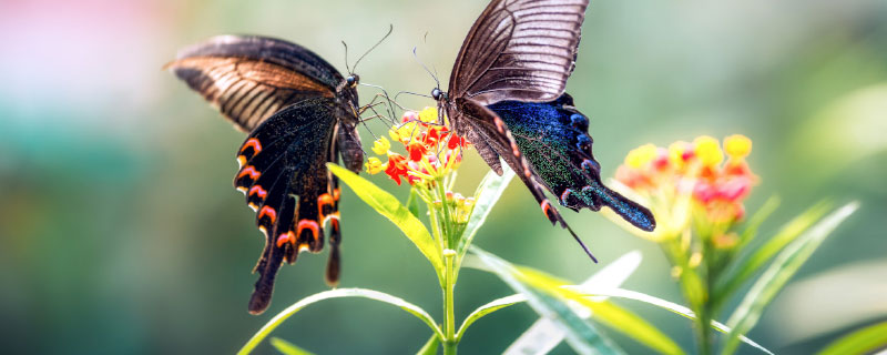 蝴蝶的寿命多长