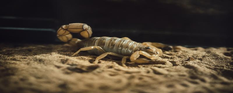 蝎子属于益虫还是害虫
