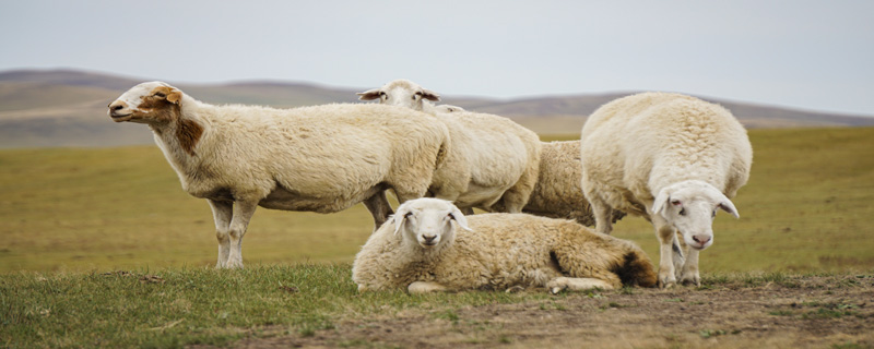 羊是杂食动物还是食草动物