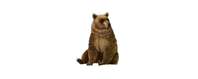 棕熊是几级保护动物