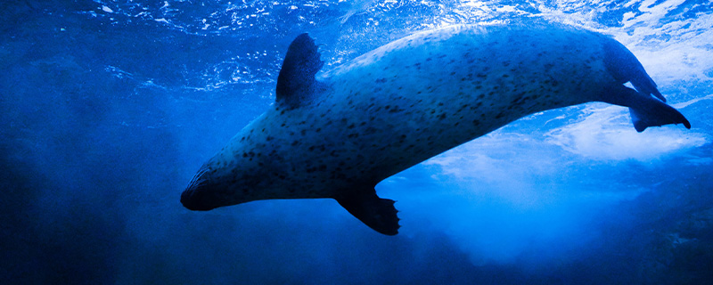 斑海豹是幾級保護動物