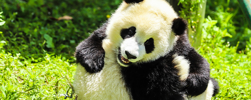 大熊猫几级保护动物