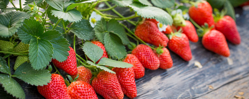 章姬草莓和红颜草莓区别