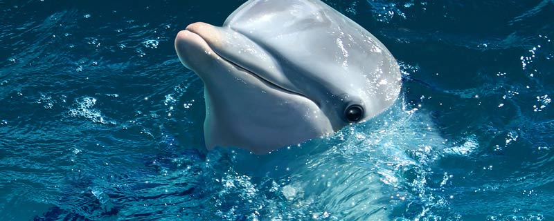 白海豚是什么意思