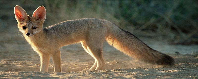 狐狸古代的别称是阿紫