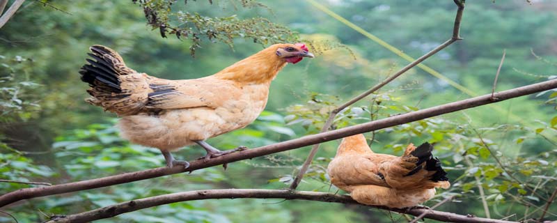 骨顶鸡是几级保护动物